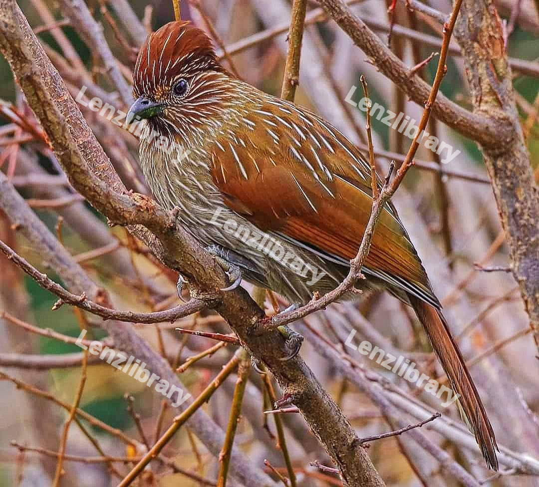 Garrulax Bird
